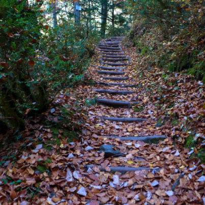 ΟικοΜ Μελετητική Περιβάλλοντος